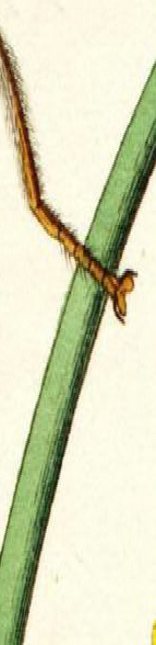 Dryomyzida
